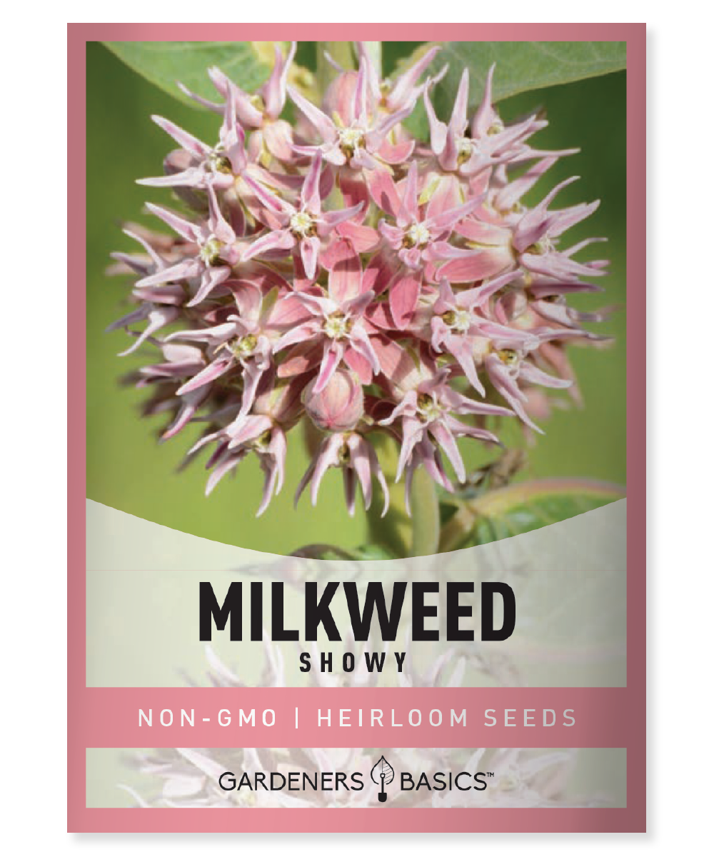 planting showy milkweed seeds Showy Milkweed Seeds for Planting Grow a Wildlife Haven In Your Garden –  Gardeners Basics