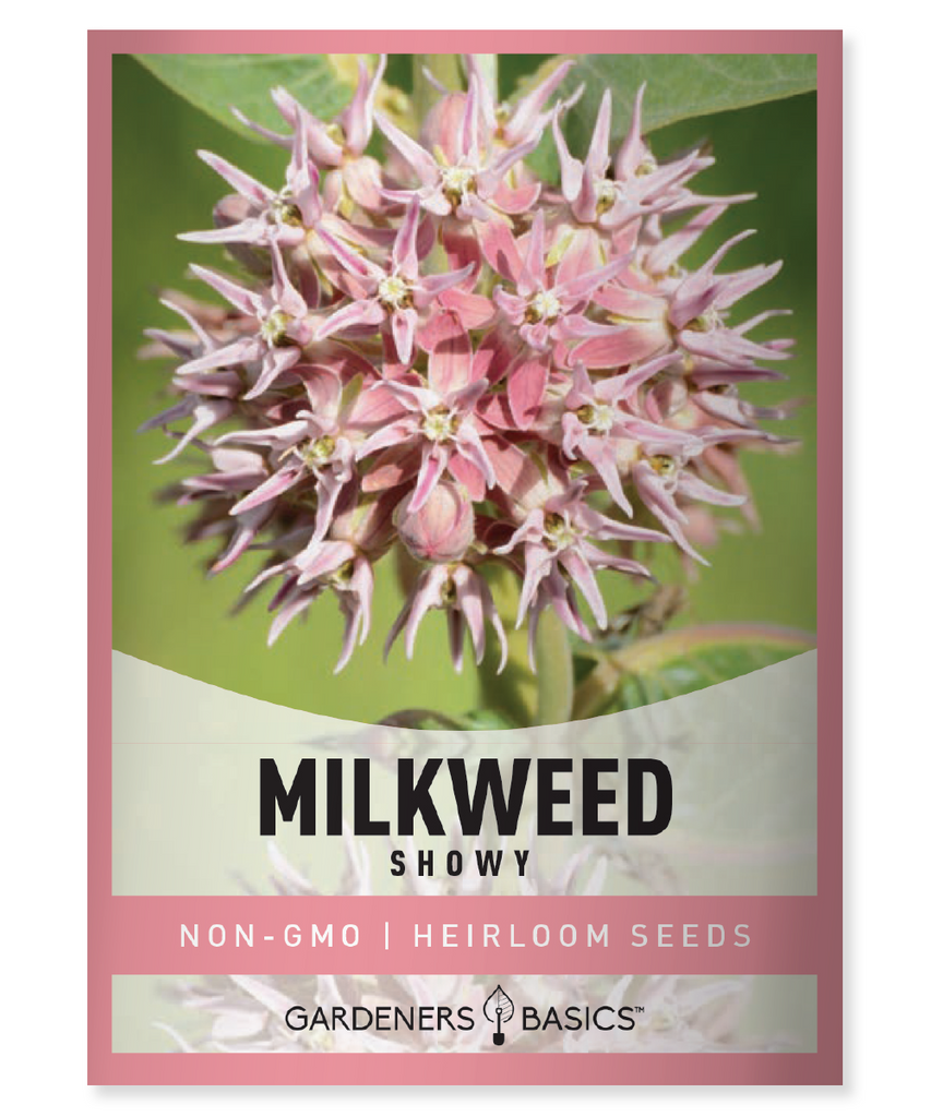 Showy Milkweed Asclepias Speciosa Native plant Perennial Pollinator conservation Monarch butterfly Host plant Pink flowers Rhizomatous Rain garden Bioswale Cold stratification