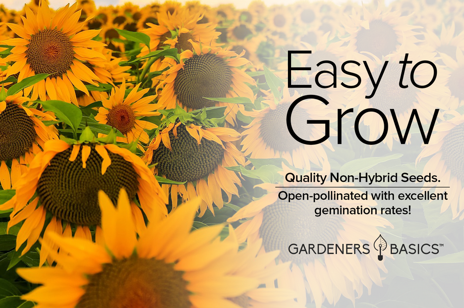 sunflower seed planting rate Skyscraper Sunflower Seeds for Sale: Grow Tall Beauties in Your Garden –  Gardeners Basics