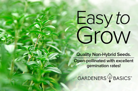 Summer Savory Seeds: Delightful Taste, Aroma, and Garden Benefits