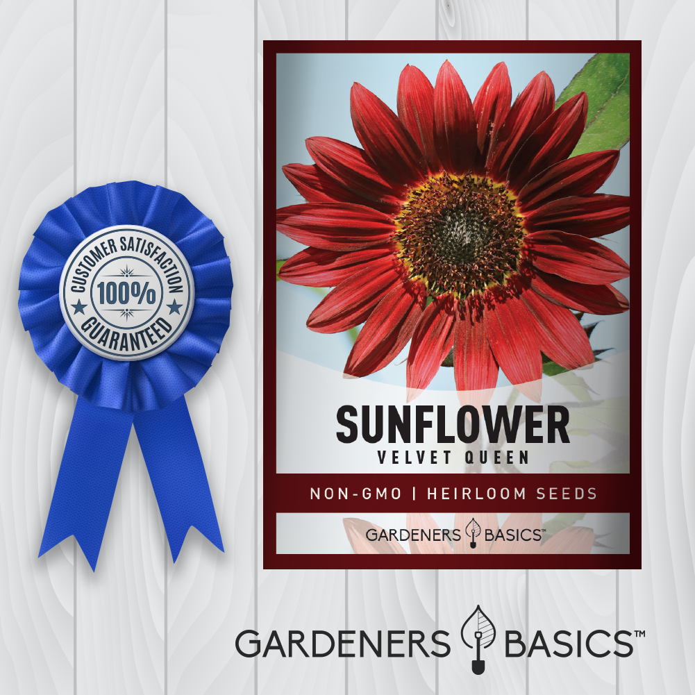 Sunflower Velvet Queen Seeds: Annual Red Blooms for Your Garden