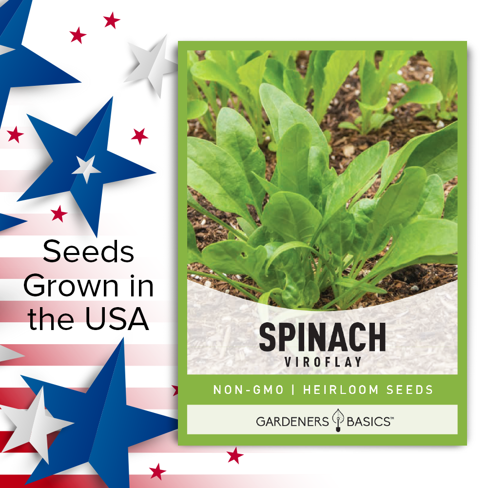 Viroflay Spinach Seeds: High Germination Rate, Exceptional Taste