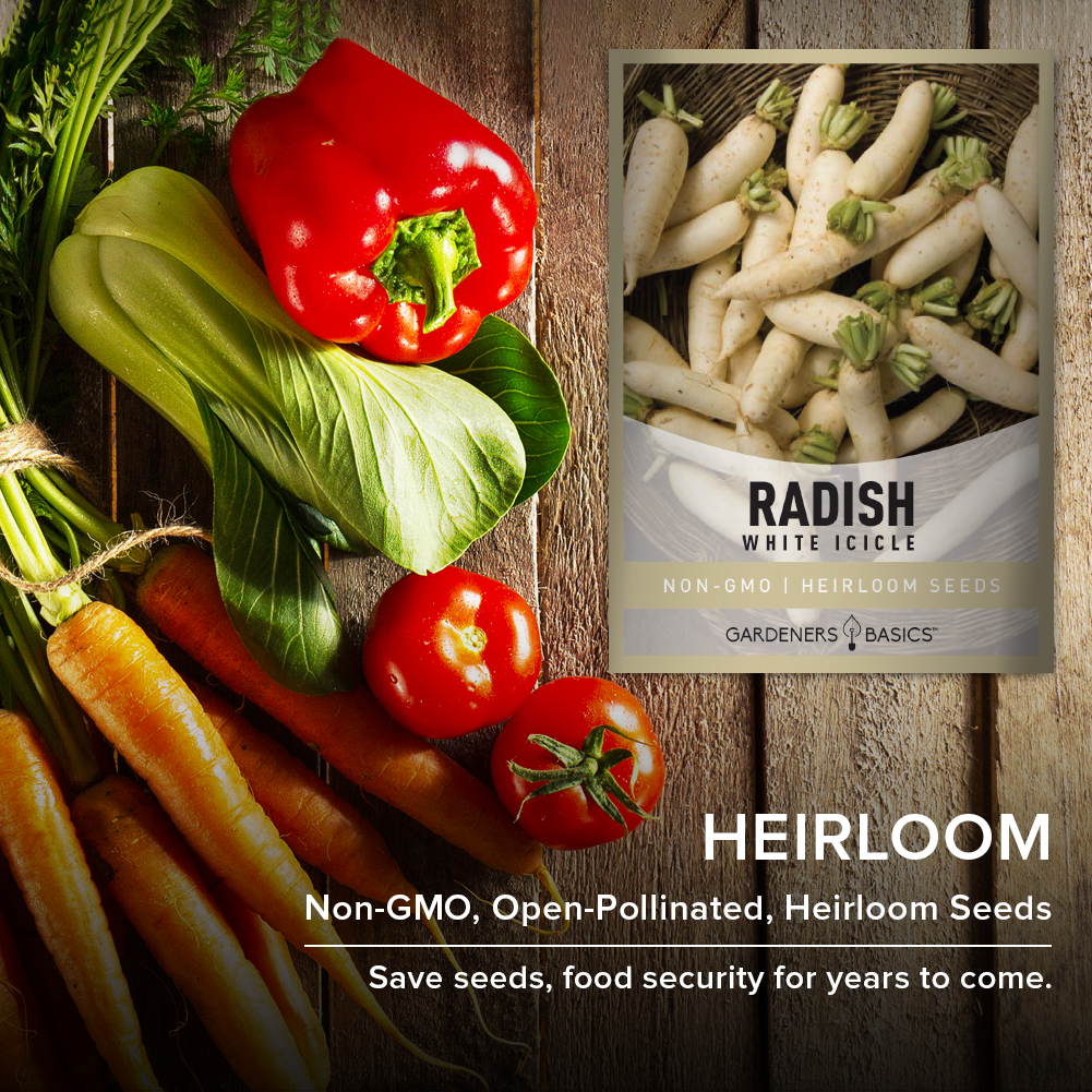 Plant the Perfect Radish Garden with White Icicle Radish Seeds