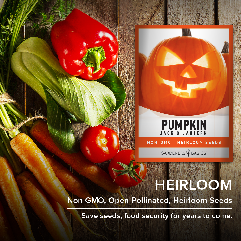 High-Quality Jack O' Lantern Seeds for Your Home Pumpkin Patch