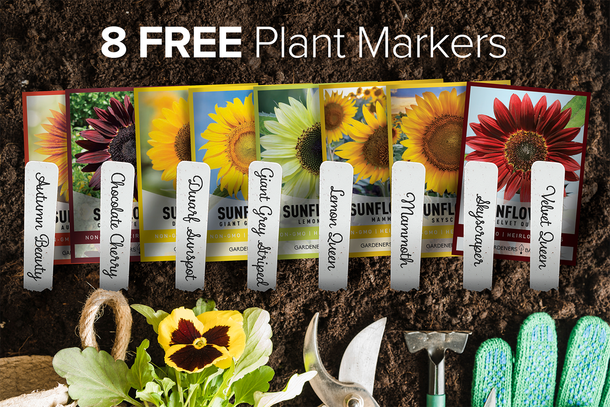 Sunflower Seeds for Planting: A Gorgeous Garden Awaits