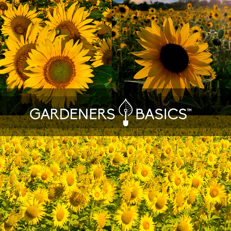 Get Ready for a Summer of Sunflowers with Our 5 Pack of Seeds for Planting