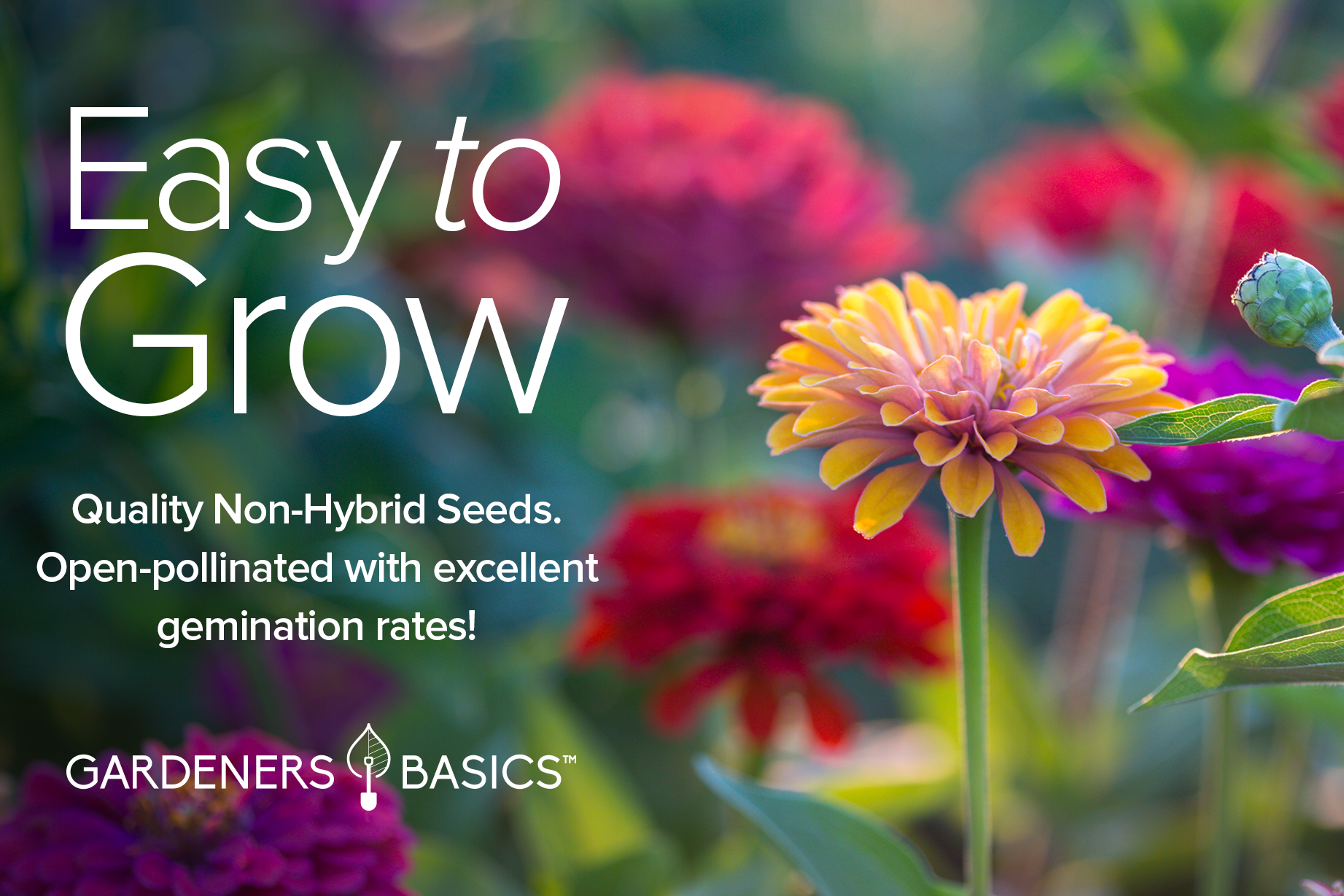 5g mixed zinnia flower seed easy to grow plant Gardeners Basics, Zinnia Seeds for Planting Outdoors Flower Seeds (5 Variety Pack) Thumbelina, Lilliput, Envy, Purple Prince and Pompon Varieties