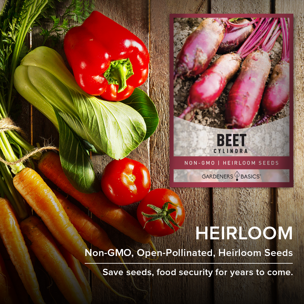Master the Art of Growing Cylindra Beets with Our Premium Seeds