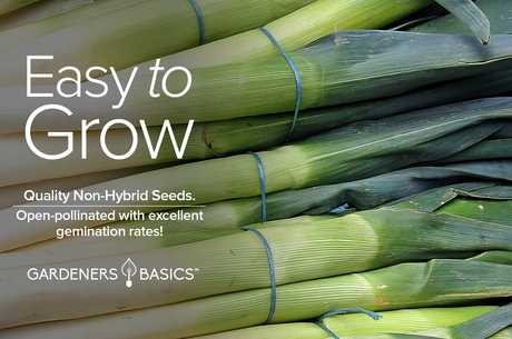High-Quality American Flag Leek Seeds for a Unique Garden Display