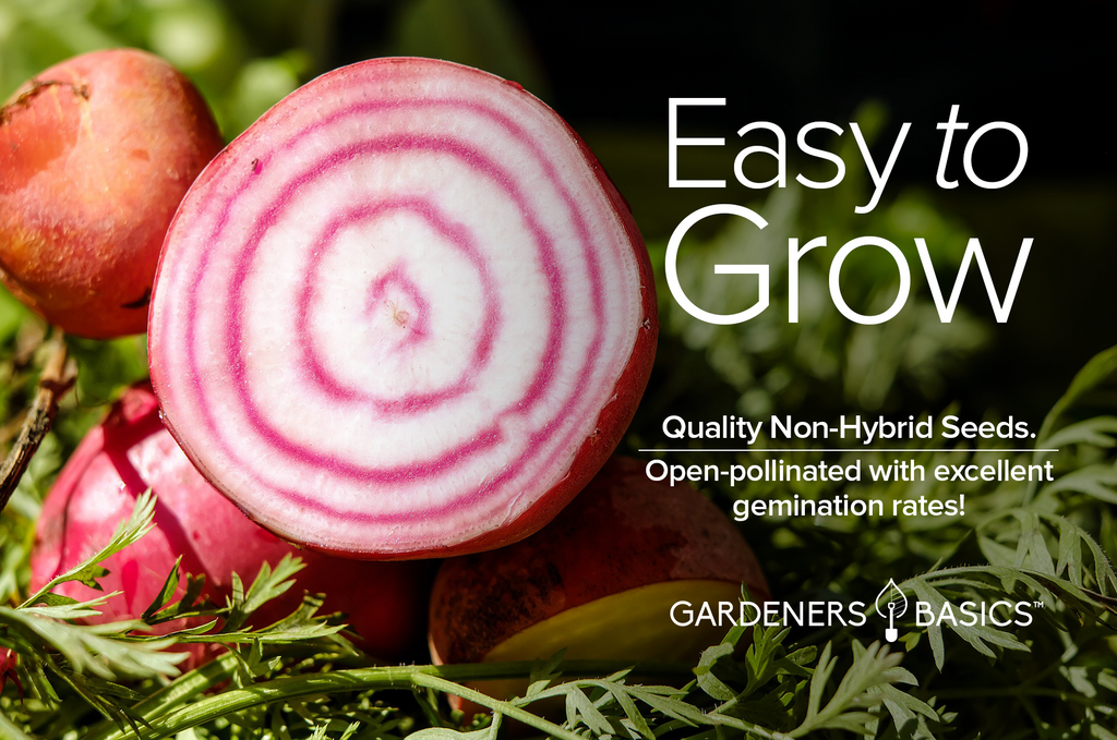 Plant Gorgeous Chioggia Beets: The Perfect Addition to Your Vegetable Garden