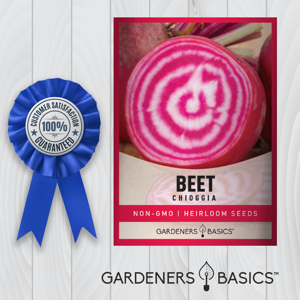 Chioggia Beet Seeds: The Essential Ingredient for Gourmet Beetroot Dishes