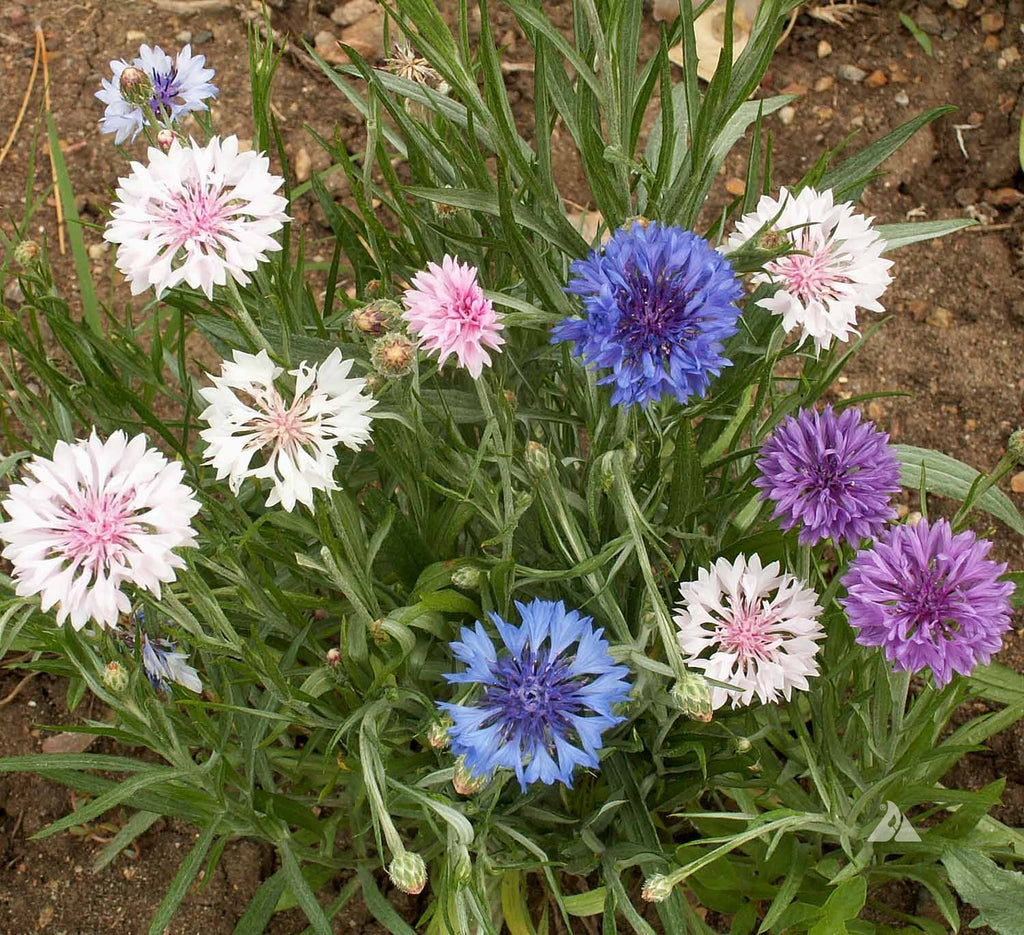 Summer Blooms: Enjoying the Colors of Cornflower Tall Mix