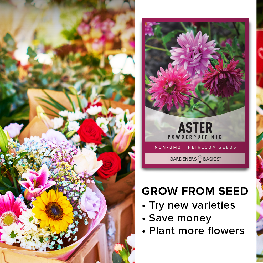 Mixed Color Powder Puff China Aster Seeds - Vibrant Blooms for Your Garden & Home
