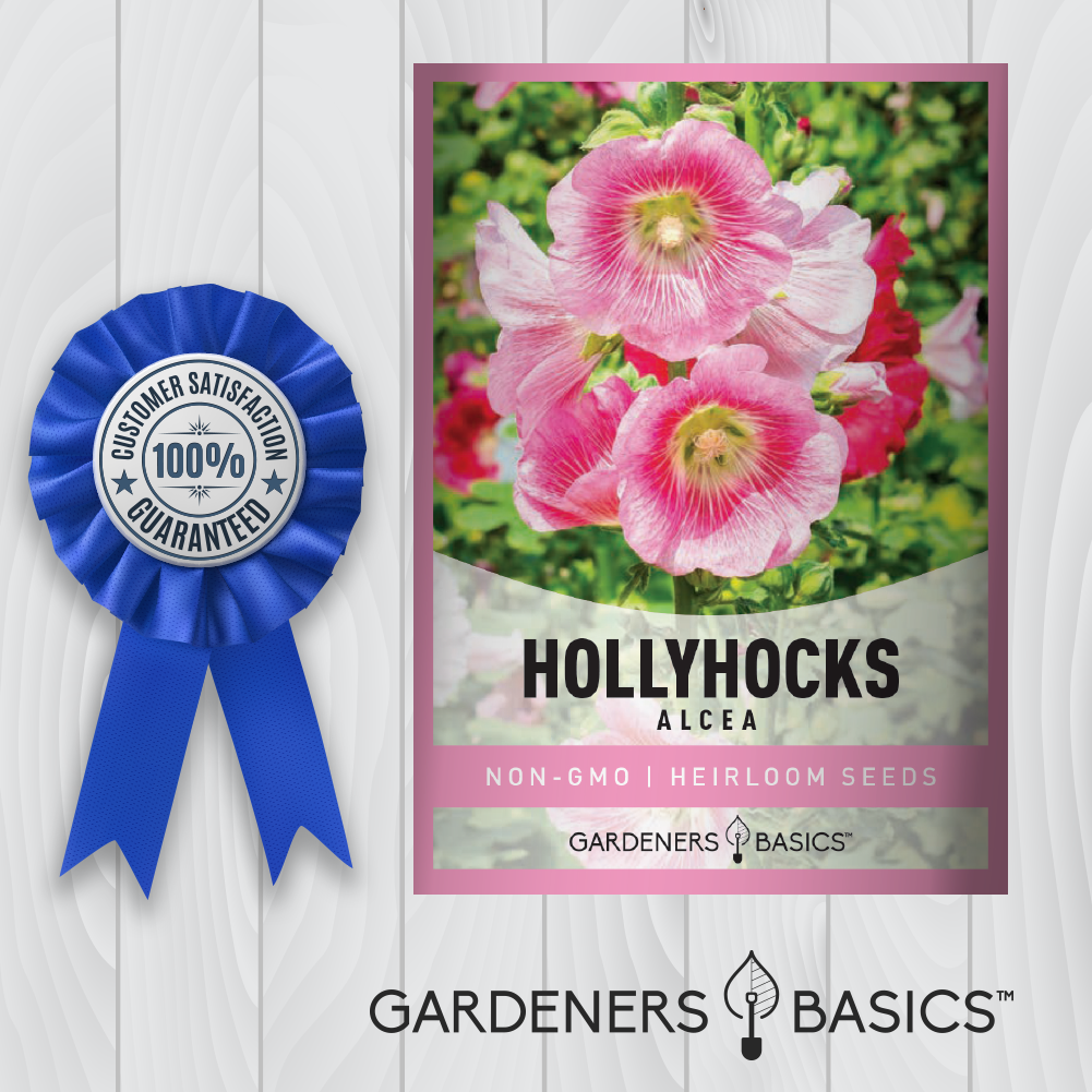 Alcea Hollyhocks: Easy to Grow, Non-GMO Seeds