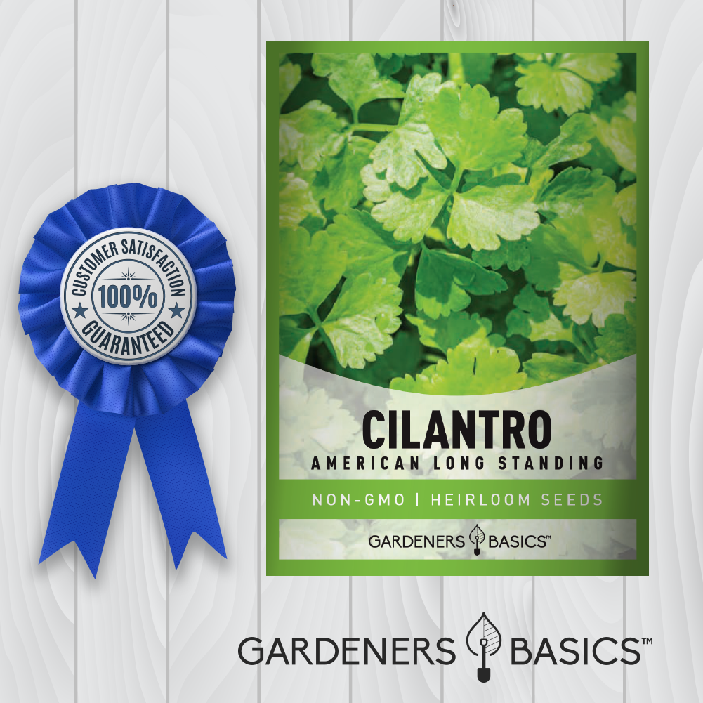 Step Up Your Culinary Game with American Long Standing Cilantro Seeds