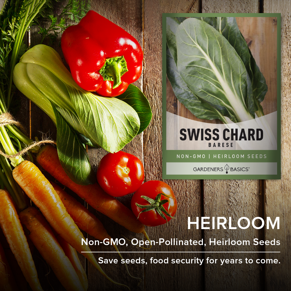 A Gardener's Dream: Easy-to-Grow Barese Swiss Chard Seeds