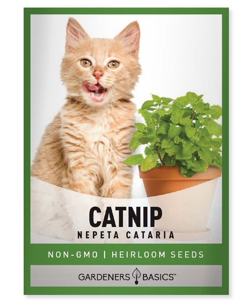 Catnip seeds Catnip garden Grow catnip Buy catnip seeds Catnip seeds for sale Catnip seeds online Feline-friendly garden Catnip cultivation Premium catnip seeds Catnip plants Catnip herb Catnip for cats Catnip seedlings Nepeta cataria seeds Gardening with catnip