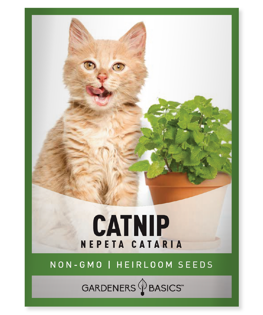 Catnip, Official (Nepeta cataria) seeds, organic