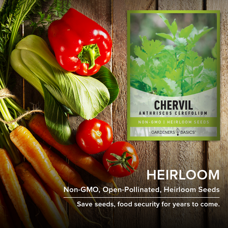 Chervil Seeds: The Key Ingredient for a Flavorful and Fragrant Garden