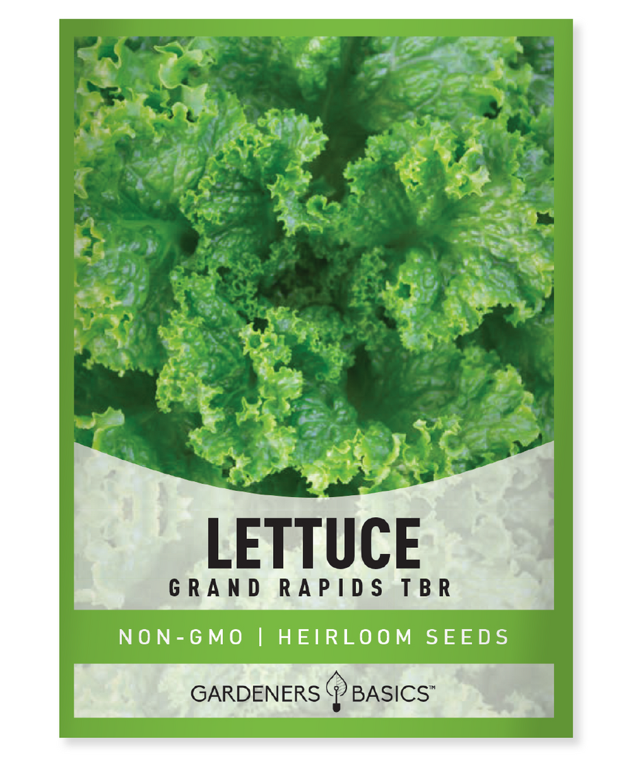 lettuce seeds for planting Grand Rapids TBR Lettuce Seeds