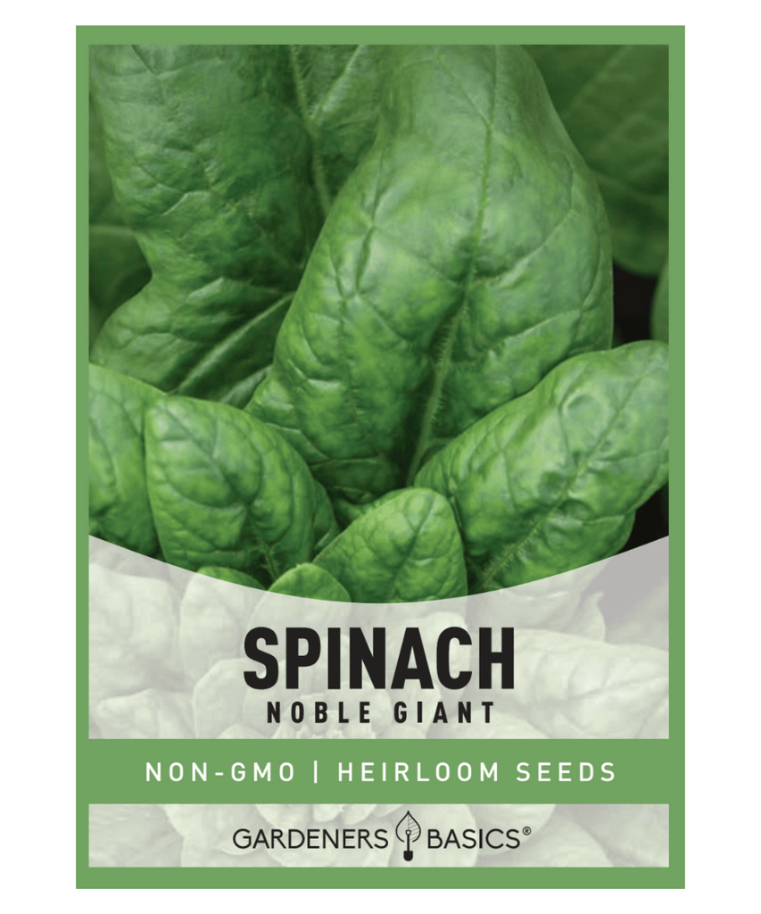 Giant Noble Spinach Spinach Seeds Heirloom Spinach Organic Spinach Seeds Non-GMO Spinach Seeds Spinach Seeds for Planting Homegrown Spinach Garden Spinach Leafy Green Seeds Nutrient-Dense Spinach Nobel Giant Spinach Seeds for Planting