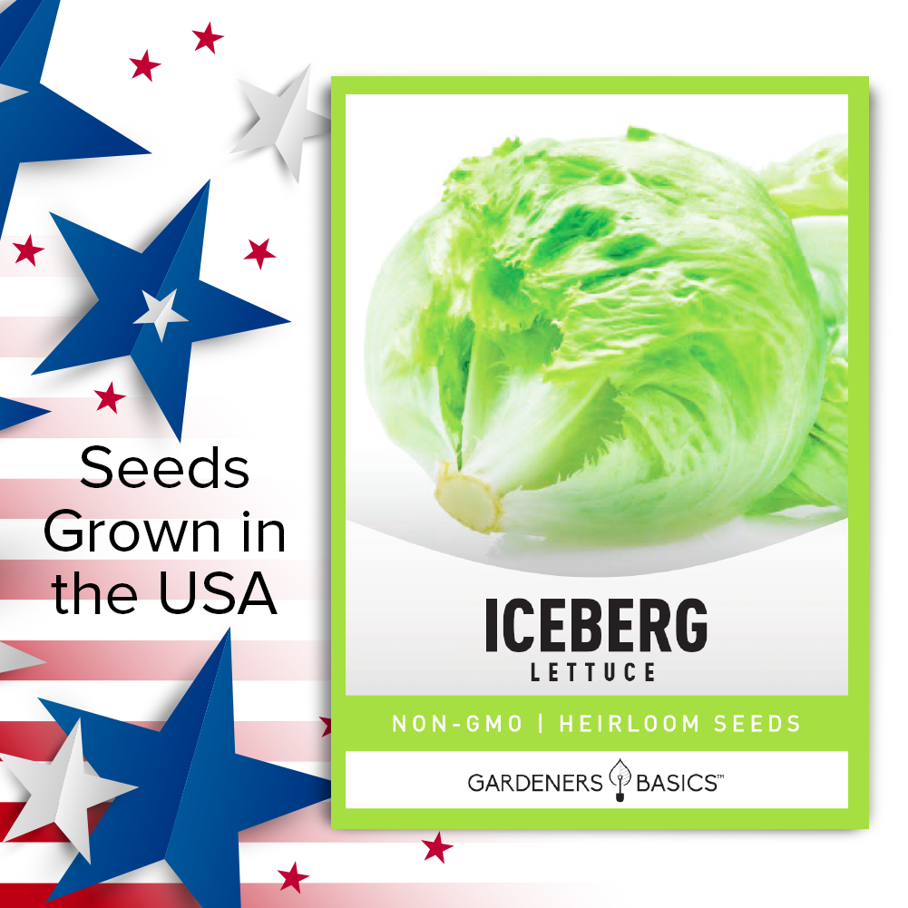 Container-Friendly Iceberg Lettuce Seeds for Urban Gardeners