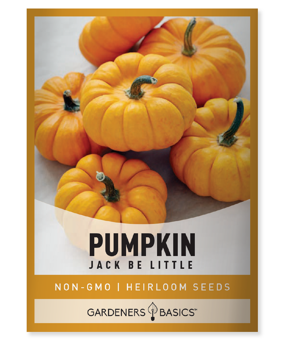 pumpkin seeds for garden Jack Be Little Pumpkin Seeds For Planting A Must Have for Fall Lovers – Gardeners Basics