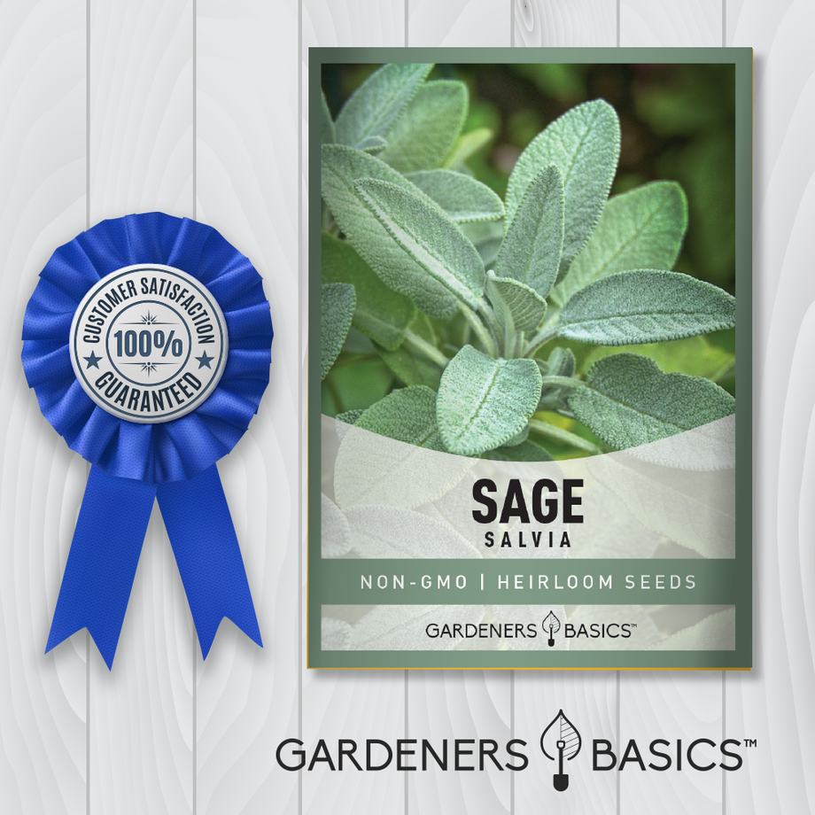 garden sage seeds Broadleaf Sage Seeds For Sale: Buy Today & Start Your Herb Garden – Gardeners Basics