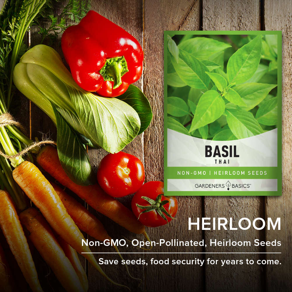 Create Culinary Masterpieces with Thai Basil: Get Started with Our Seeds