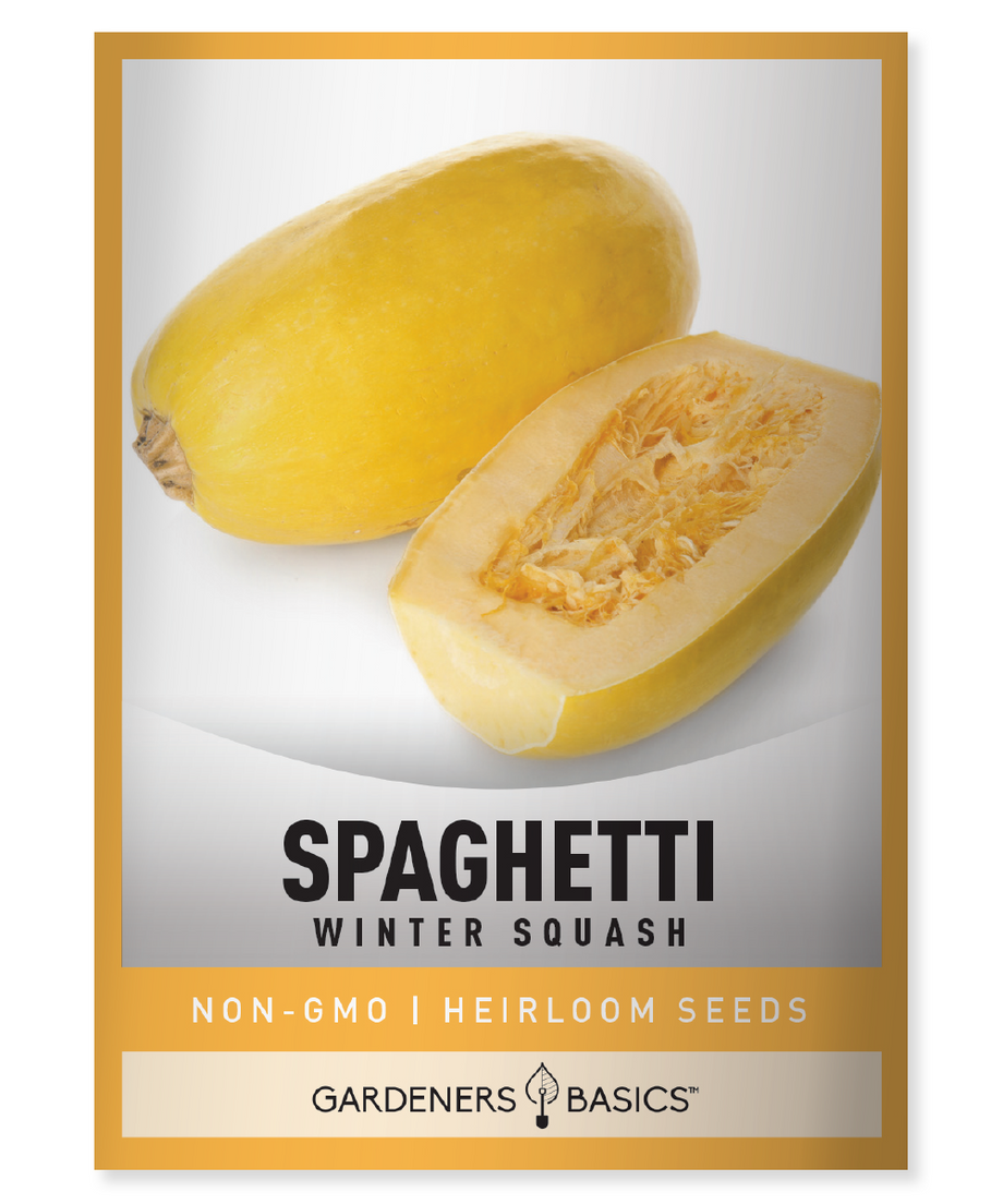 planting spaghetti squash seeds Spaghetti Squash Seeds For Planting Grow Your Own Nutritious Vegetable – Gardeners Basics