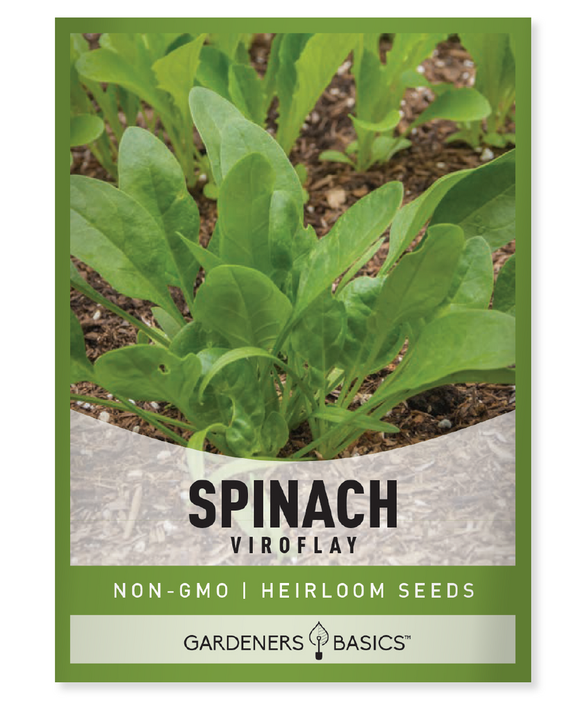 Viroflay Spinach Seeds For Planting Grow Your Own NutrientRich Greens