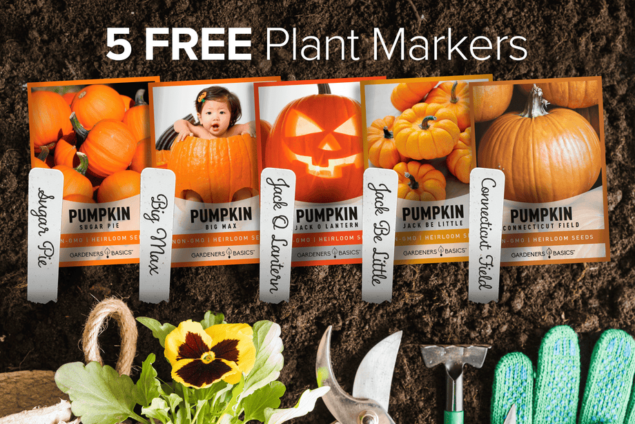store pumpkin seeds for planting Unique Heirloom Pumpkin Seed Assortment