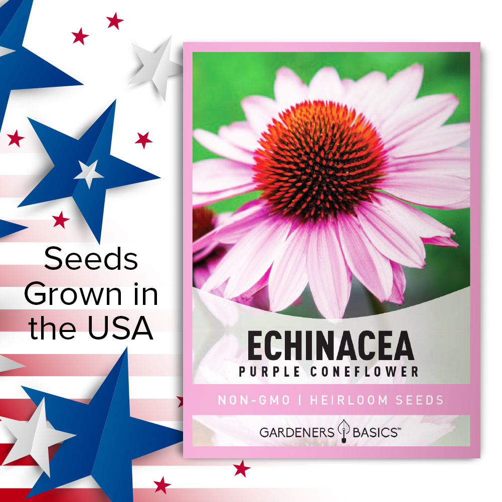 Echinacea Purple Coneflower Seeds Attract Pollinators To Your Garden –  Gardeners Basics