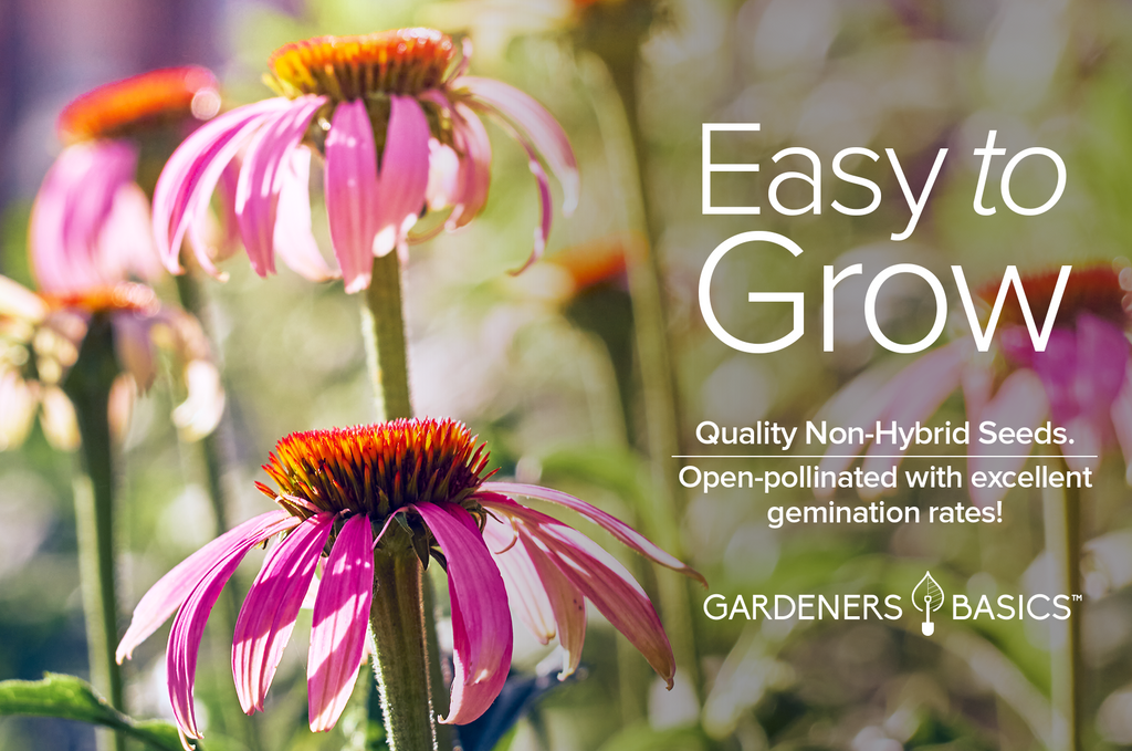Plant Purple Coneflower (Echinacea Purpurea) Seeds for a Beautiful Summer Garden