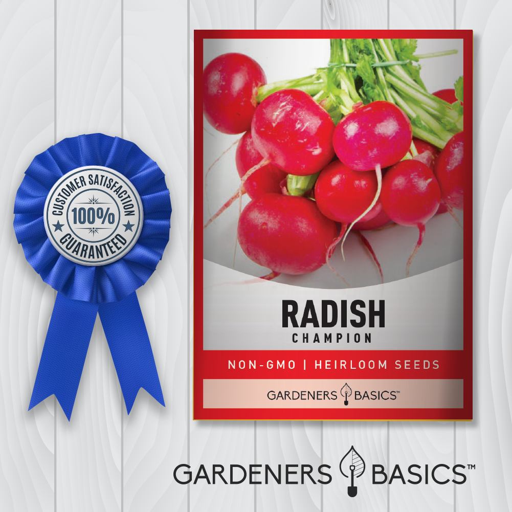 Sow, Grow, and Harvest Delicious Champion Radishes