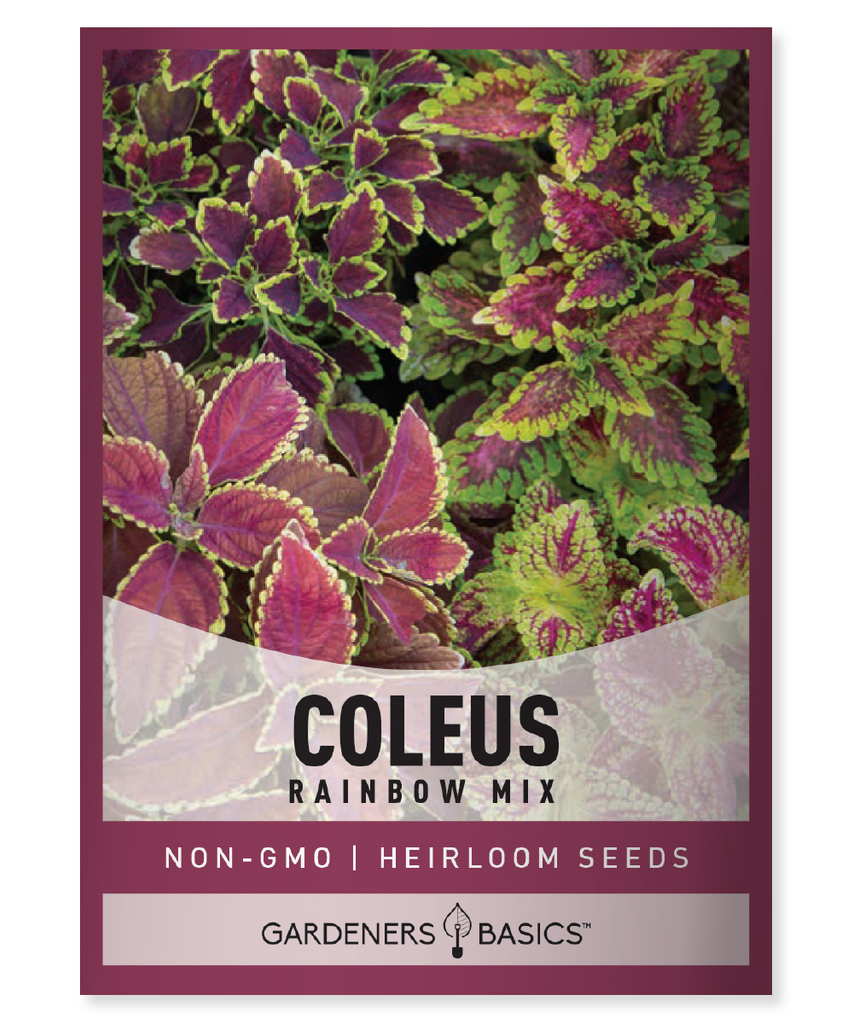 Rainbow Mix Coleus Coleus blumei Painted Leaves Coleus seeds for planting Colorful foliage Shady garden plants Indoor container plants Outdoor container plants Tender perennial Shade-loving plants Vibrant garden plants Mixed color plants Coleus flower seeds Partial shade plants Coleus Rainbow Mix