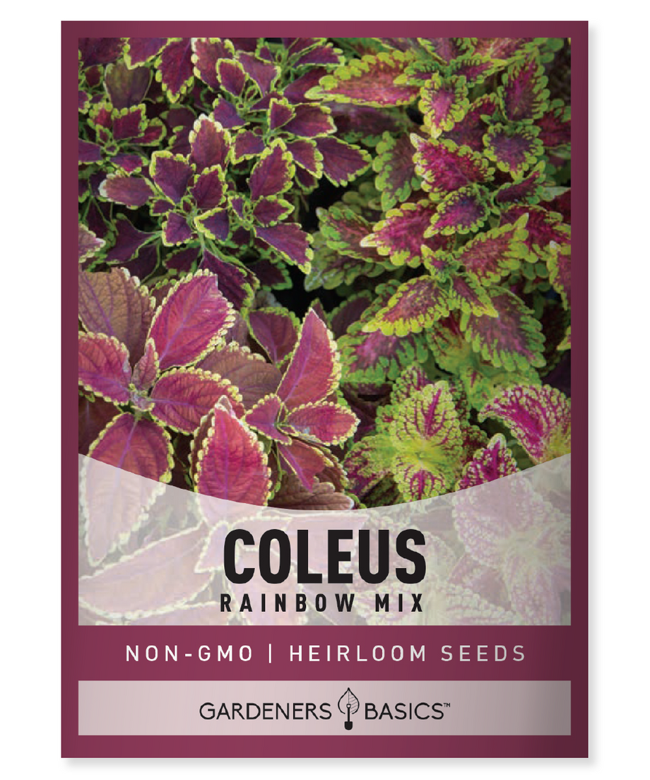coleus bonsai flower leaf plants rainbow dragon seeds garden Rainbow Mix Coleus Flower Seeds for Planting Vibrant Colorful Foliage – Gardeners Basics