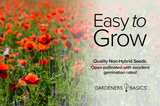 How to Attract Bees to Your Garden with Red Corn Poppy