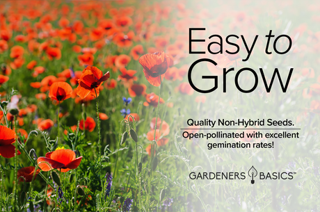 How to Attract Bees to Your Garden with Red Corn Poppy