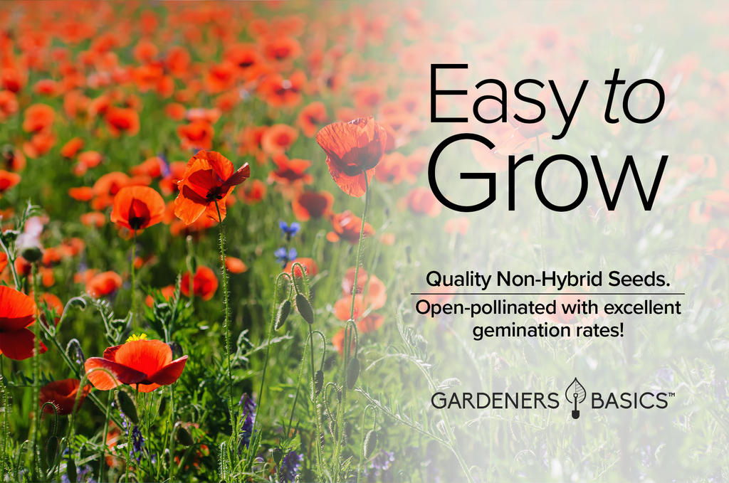 How to Attract Bees to Your Garden with Red Corn Poppy