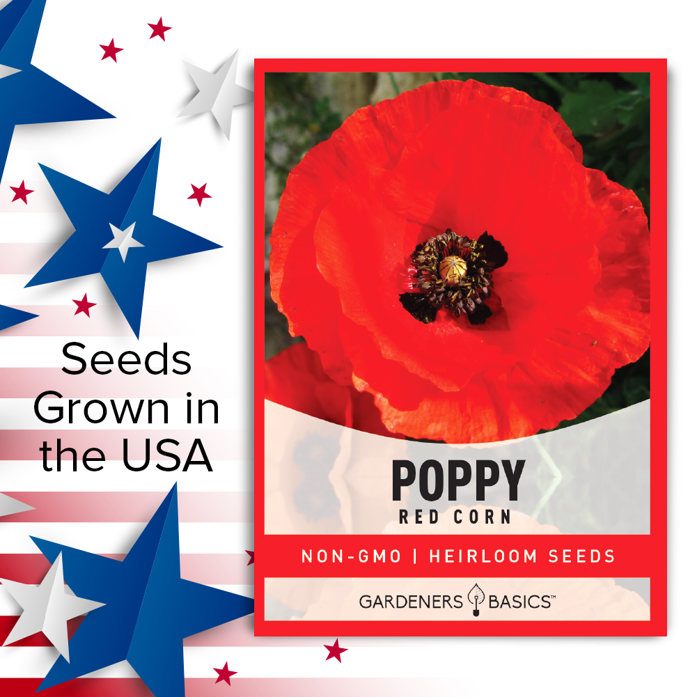 How to Grow Red Corn Poppy in Your Garden