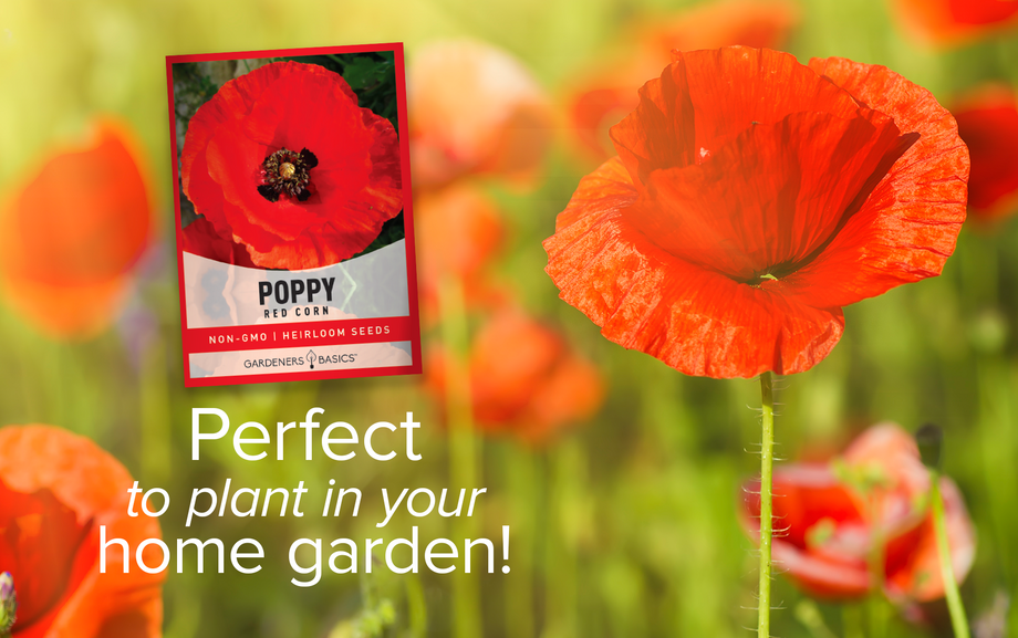 Red Corn Poppy Seeds for Planting: Create a Pollinator-Friendly Garden –  Gardeners Basics