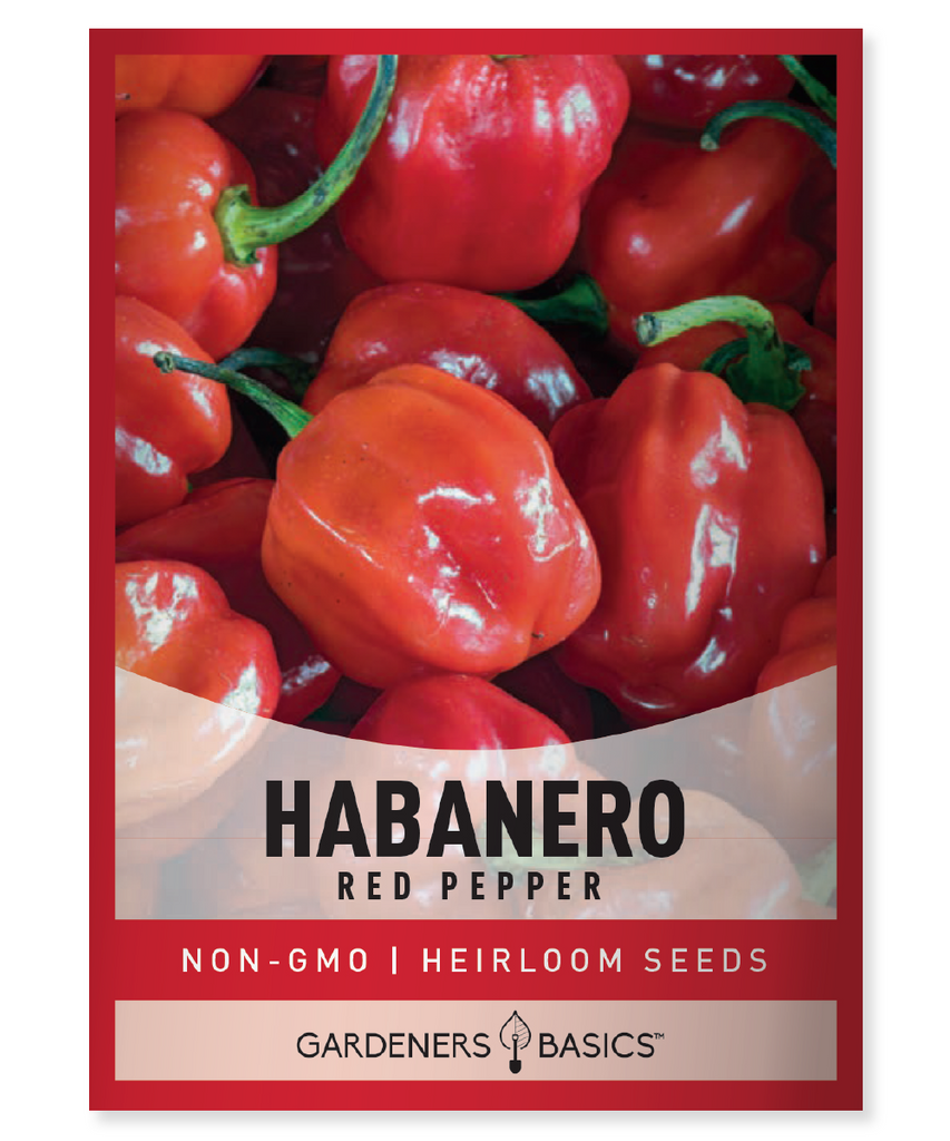 Red Habanero seeds Habanero planting Spicy peppers Hot pepper garden Grow Habaneros Seed cultivation Chili pepper plants Capsicum chinense Homegrown heat Pepper seedlings Habanero care Garden tips Pepper gardening Habanero harvest Organic seeds
