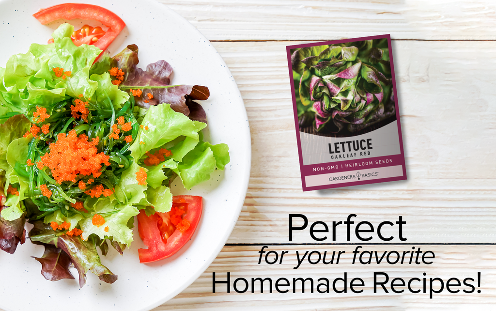Antioxidant-Rich Red Oakleaf Lettuce Seeds – Grow a Superfood in Your Backyard