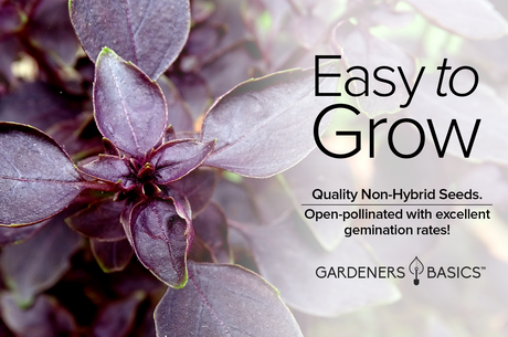 How Long Does It Take for Red Rubin Basil Seeds to Germinate?