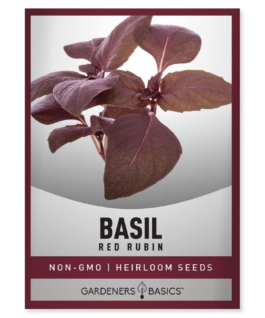 Red Rubin basil Basil seeds Herb gardening Seed planting Herb seeds Gardening tips Culinary herbs Organic gardening Herb garden design Home gardening Seed germination Edible plants Sustainable gardening Herbal remedies Garden maintenance