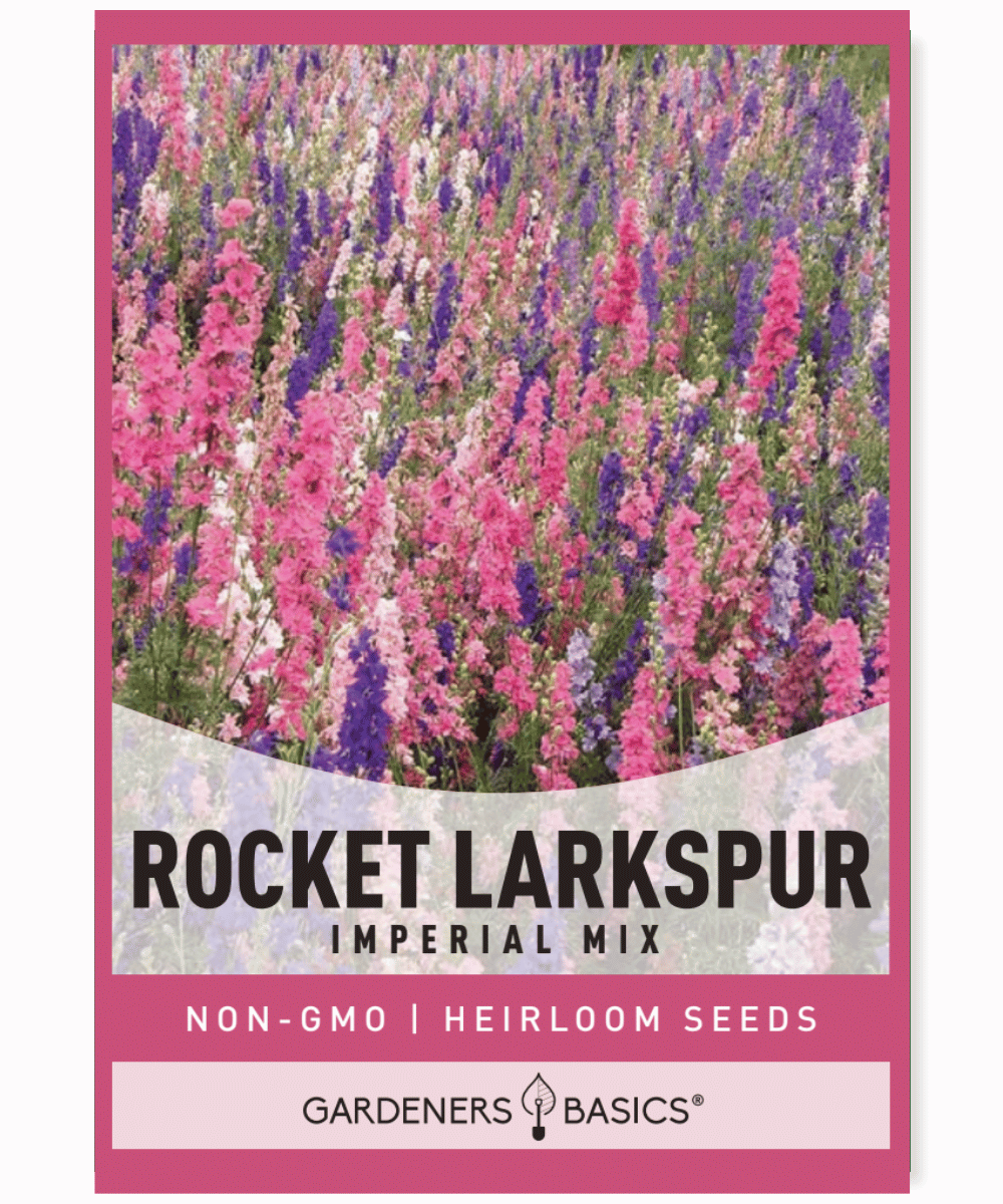 Rocket Larkspur Imperial Mix Delphinium consolida Annual Mixed colors Full sun Partial shade Reseeder Cut flower Wildlife garden Butterflies Hummingbirds Spires Pink Blue Lavender Rose White Summer