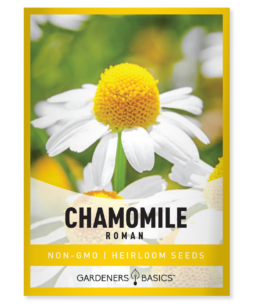 Roman Chamomile Seeds, Chamaemelum nobile, aromatic ground cover, perennial, flowering lawn mixtures, calming garden, fragrant plants, aromatherapy garden, white daisy-like flowers, essential oil, creeping perennial, Anthemis nobilis, full sun, partial shade, dry soil, summer blooms, medicinal plants