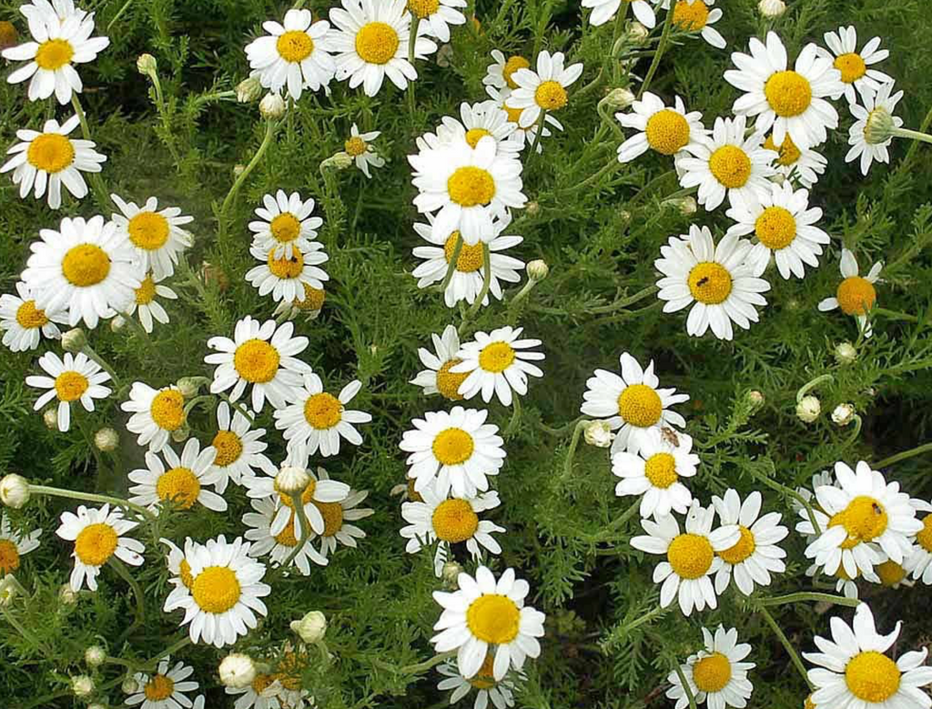 Roman Chamomile Seeds: A Delightful Addition to Your Flower Collection