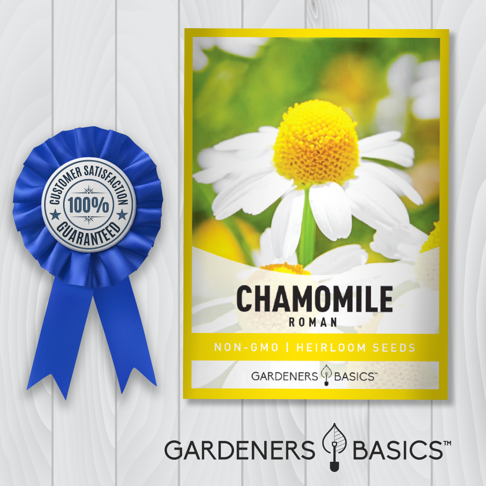 Roman Chamomile Seeds: A Garden Must-Have for Aromatherapy Lovers